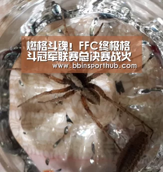 燃格斗魂!FFC终极格斗冠军联赛总决赛战火重燃|BBIN捕鱼(图2) BBIN真人