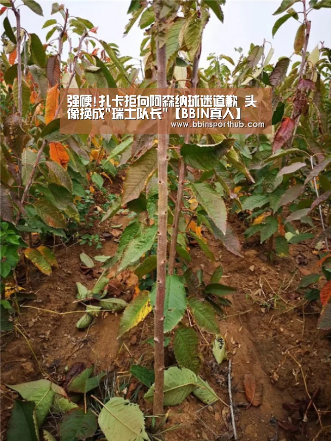 强硬!扎卡拒向阿森纳球迷道歉 头像换成瑞士队长【BBIN真人】(图2) BBIN捕鱼